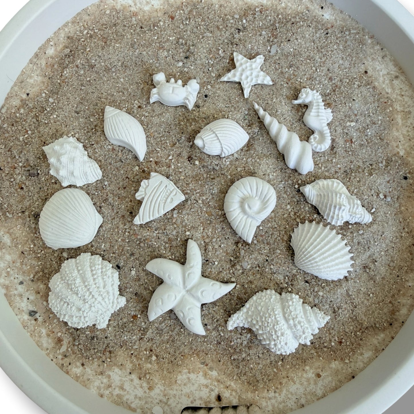 Sofortkauf Muschel Set | Maritime Deko |